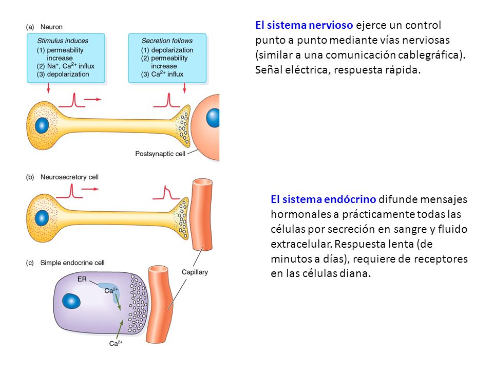 El sistema nervioso ejerce un control punto a punto mediante vías nerviosas (similar a una comunicación cablegráfica). Señal eléctrica, respuesta rápida.