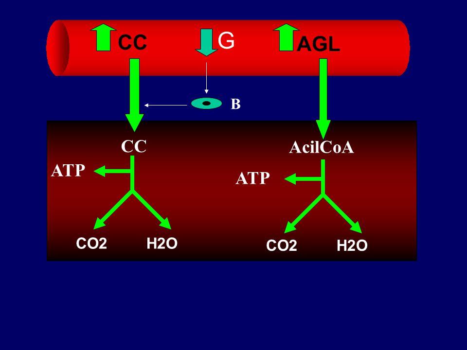 G CC AGL B CC AcilCoA ATP ATP CO2 H2O CO2 H2O