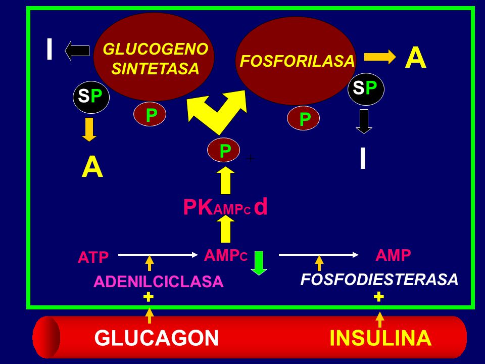 I A I A PKAMPC d GLUCAGON INSULINA SP SP P P P GLUCOGENO