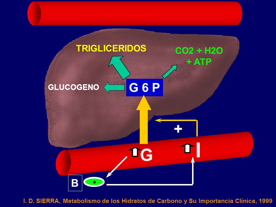 I G + G 6 P B TRIGLICERIDOS CO2 + H2O + ATP GLUCOGENO