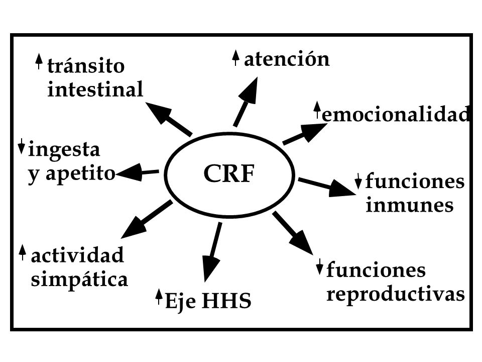 IMPORTANCIA DEL CRF Y DE LOS GLUCOCORTICOIDES EN LA HOMEOSTASIS