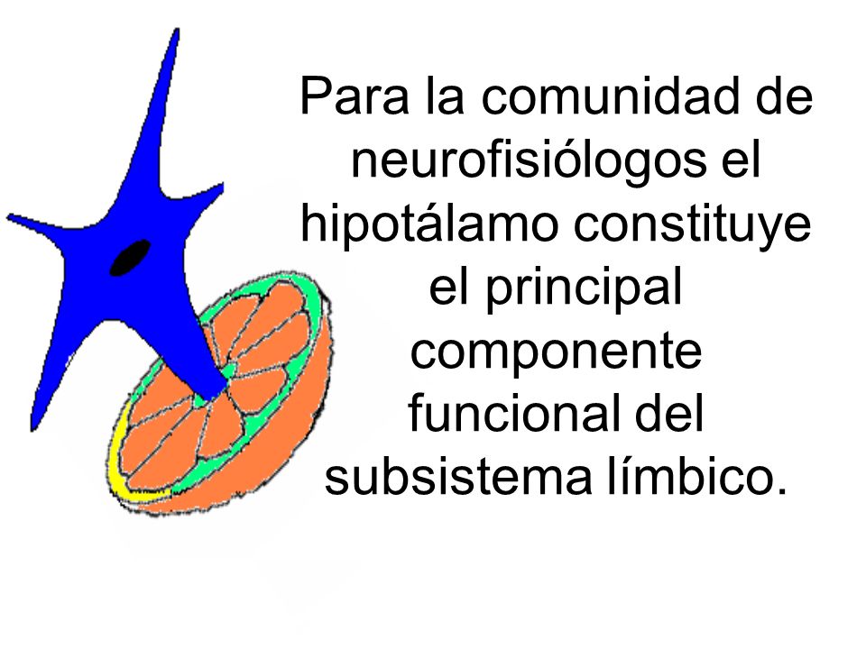 Para la comunidad de neurofisiólogos el hipotálamo constituye el principal componente funcional del subsistema límbico.