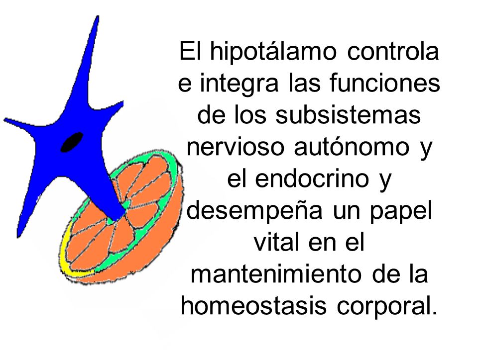 El hipotálamo controla e integra las funciones de los subsistemas nervioso autónomo y el endocrino y desempeña un papel vital en el mantenimiento de la homeostasis corporal.