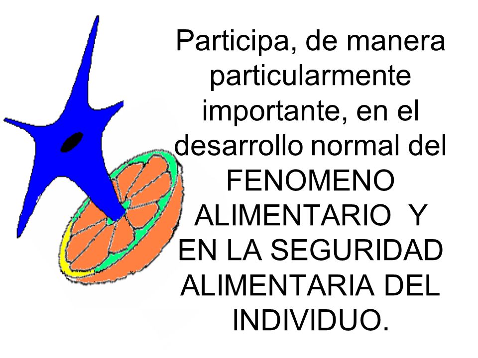 Participa, de manera particularmente importante, en el desarrollo normal del FENOMENO ALIMENTARIO Y EN LA SEGURIDAD ALIMENTARIA DEL INDIVIDUO.