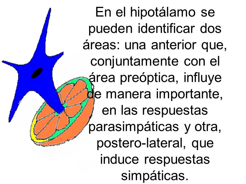 En el hipotálamo se pueden identificar dos áreas: una anterior que, conjuntamente con el área preóptica, influye de manera importante, en las respuestas parasimpáticas y otra, postero-lateral, que induce respuestas simpáticas.