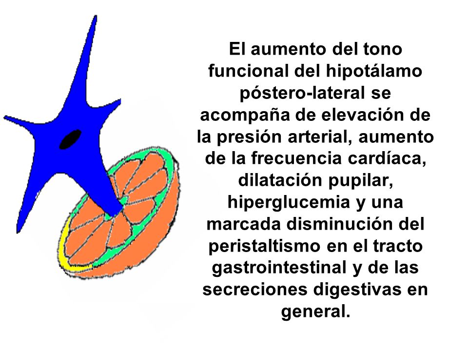 El aumento del tono funcional del hipotálamo póstero-lateral se acompaña de elevación de la presión arterial, aumento de la frecuencia cardíaca, dilatación pupilar, hiperglucemia y una marcada disminución del peristaltismo en el tracto gastrointestinal y de las secreciones digestivas en general.
