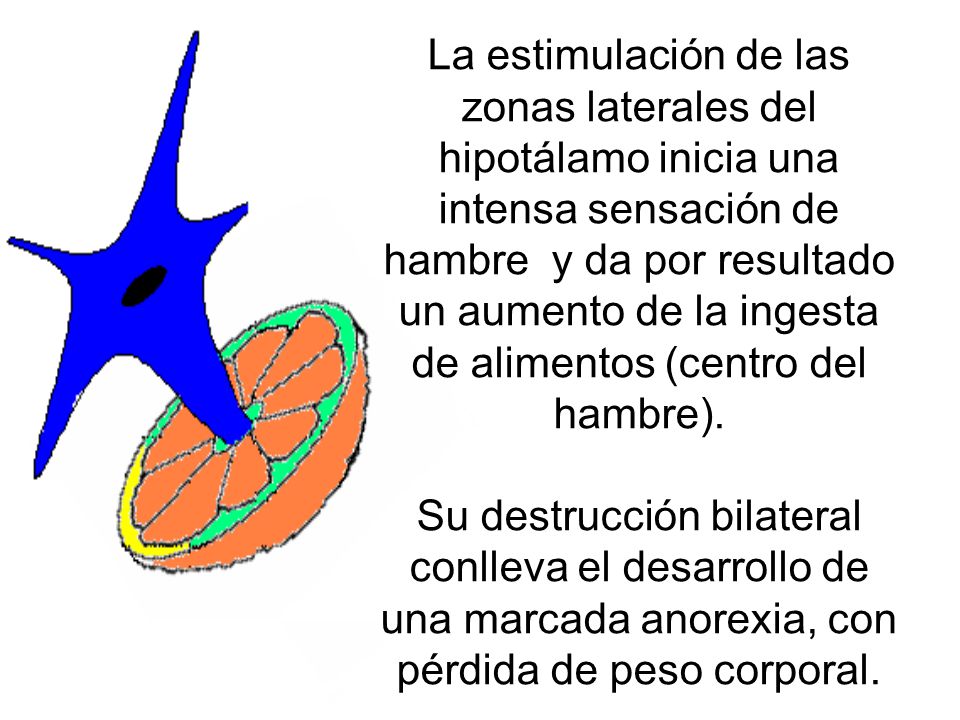 La estimulación de las zonas laterales del hipotálamo inicia una intensa sensación de hambre y da por resultado un aumento de la ingesta de alimentos (centro del hambre).