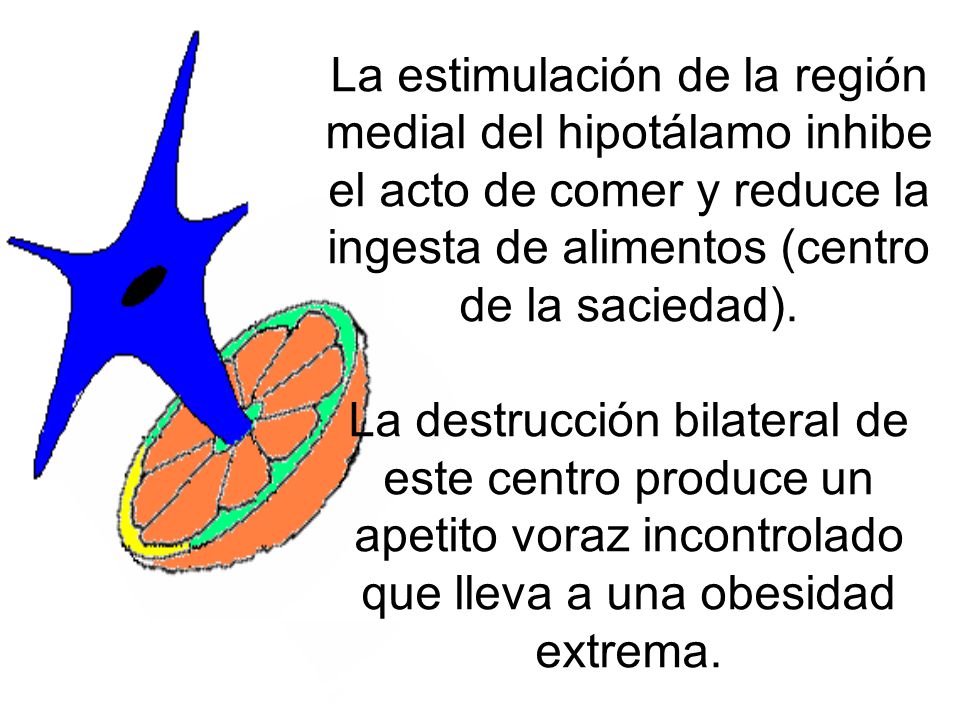 La estimulación de la región medial del hipotálamo inhibe el acto de comer y reduce la ingesta de alimentos (centro de la saciedad).