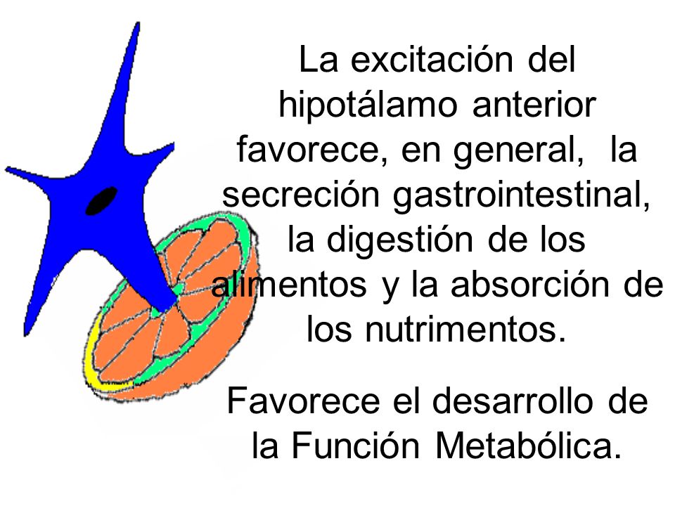La excitación del hipotálamo anterior favorece, en general, la secreción gastrointestinal, la digestión de los alimentos y la absorción de los nutrimentos.