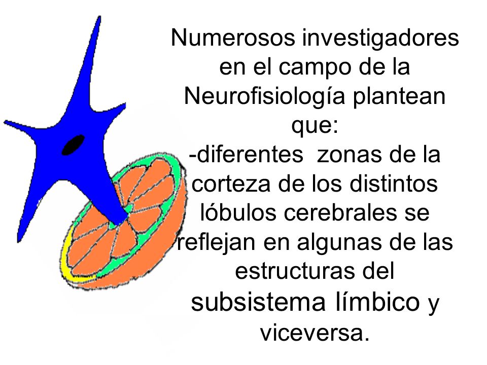 Numerosos investigadores en el campo de la Neurofisiología plantean que: -diferentes zonas de la corteza de los distintos lóbulos cerebrales se reflejan en algunas de las estructuras del subsistema límbico y viceversa.