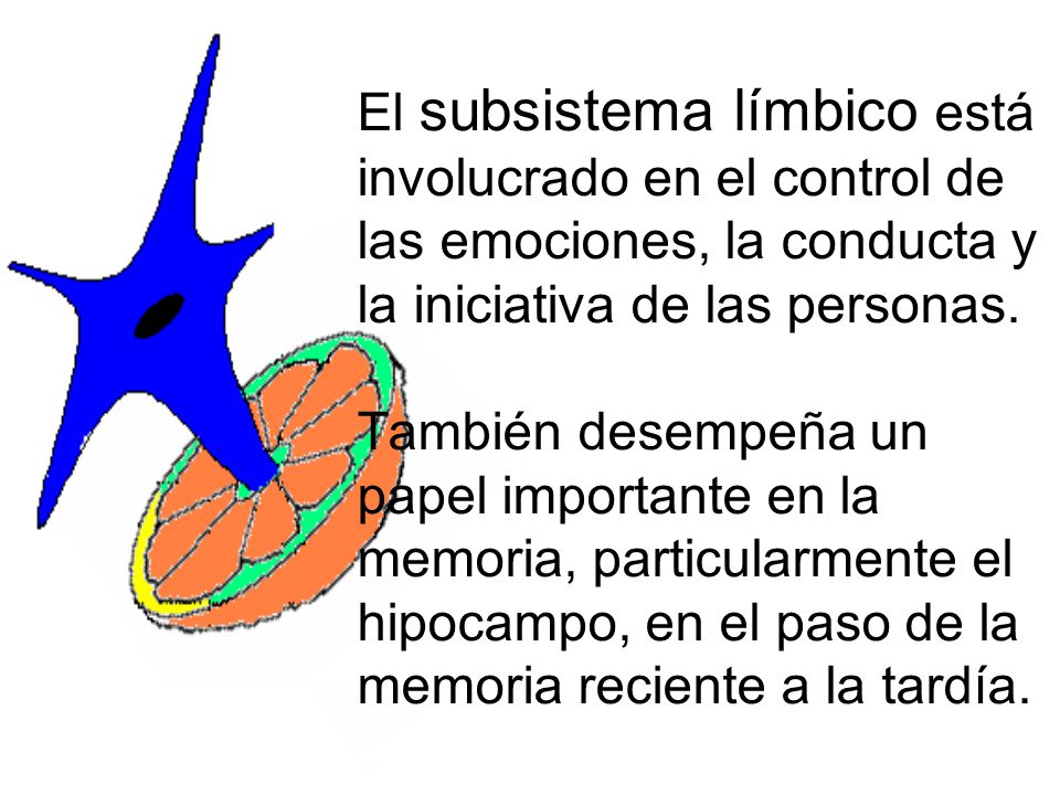 El subsistema límbico está involucrado en el control de las emociones, la conducta y la iniciativa de las personas.