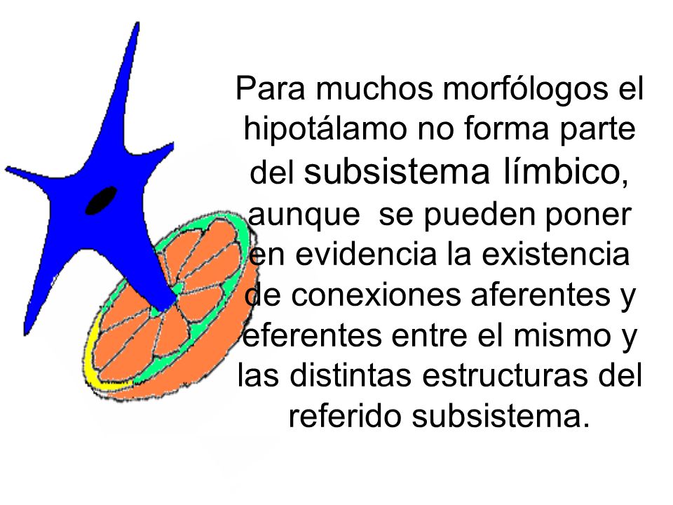 Para muchos morfólogos el hipotálamo no forma parte del subsistema límbico, aunque se pueden poner en evidencia la existencia de conexiones aferentes y eferentes entre el mismo y las distintas estructuras del referido subsistema.