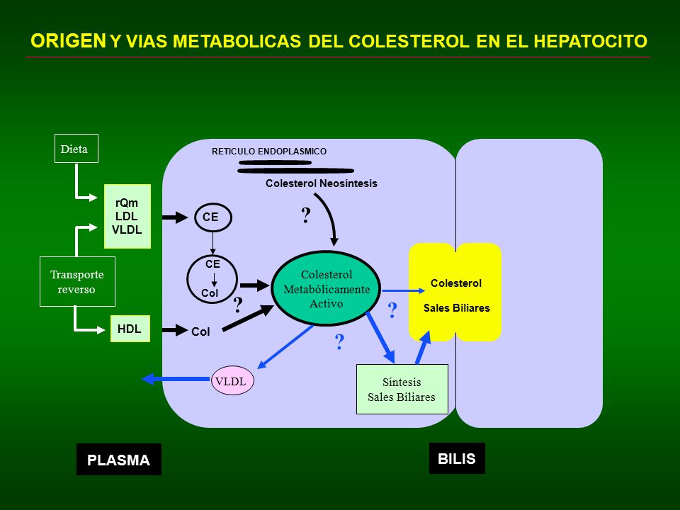 ORIGEN Y VIAS METABOLICAS DEL COLESTEROL EN EL HEPATOCITO