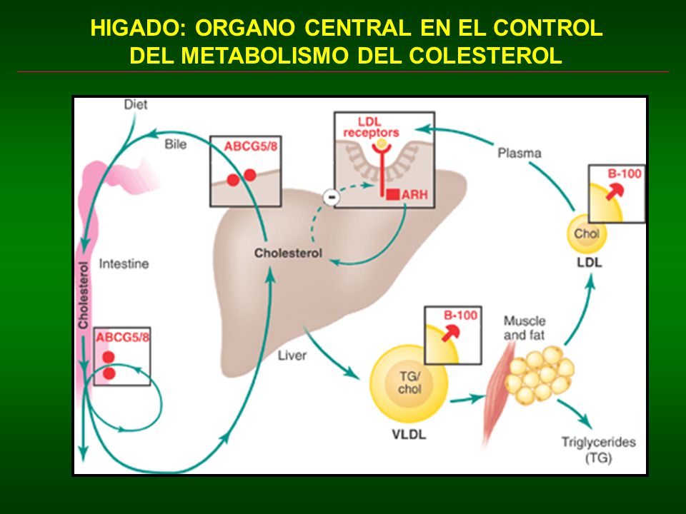 HIGADO: ORGANO CENTRAL EN EL CONTROL DEL METABOLISMO DEL COLESTEROL