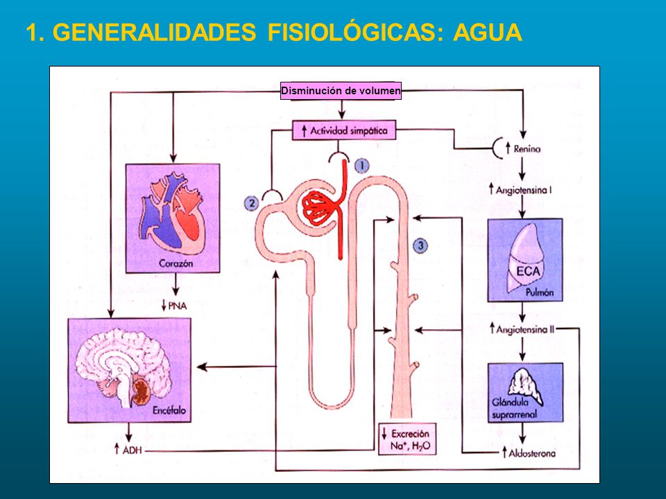 Disminución de volumen