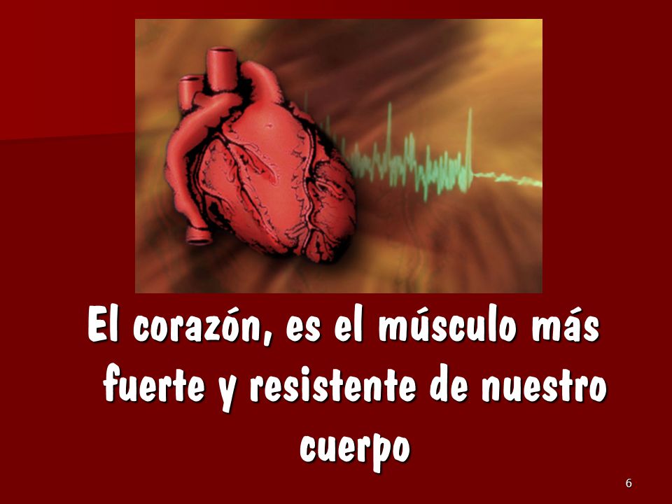 El corazón, es el músculo más fuerte y resistente de nuestro cuerpo