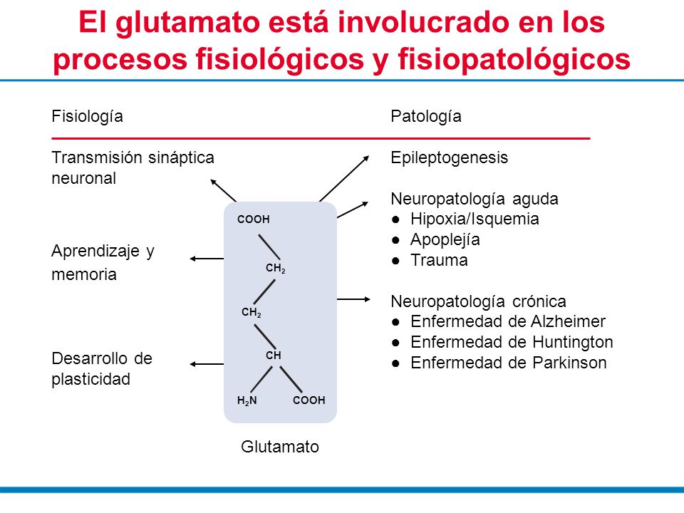 El glutamato está involucrado en los procesos fisiológicos y fisiopatológicos