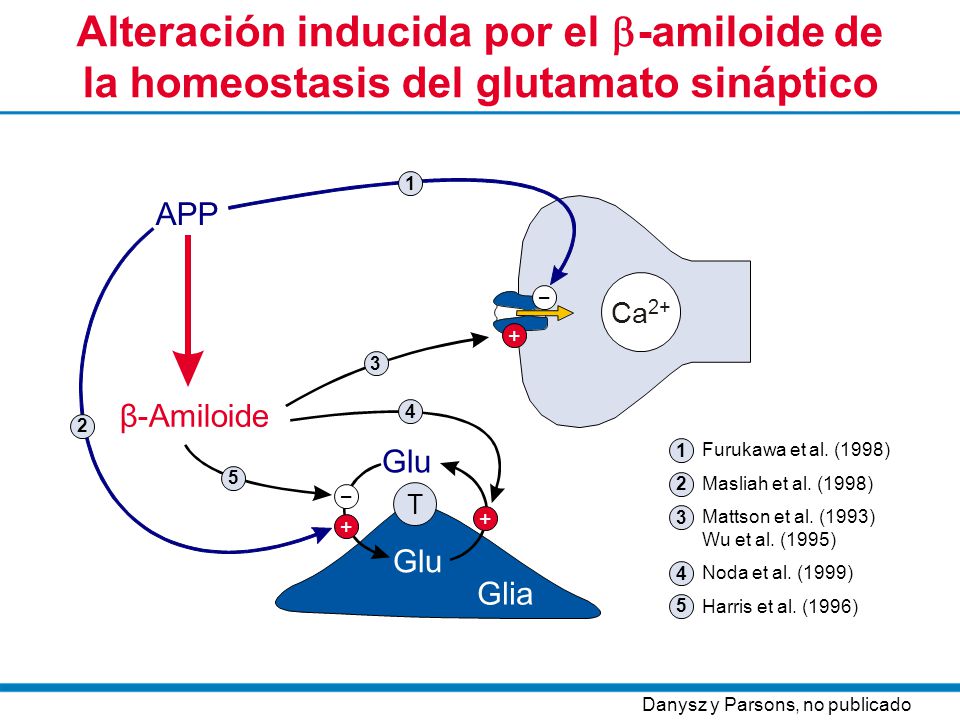 Alteración inducida por el -amiloide de la homeostasis del glutamato sináptico