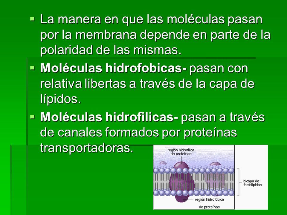 La manera en que las moléculas pasan por la membrana depende en parte de la polaridad de las mismas.