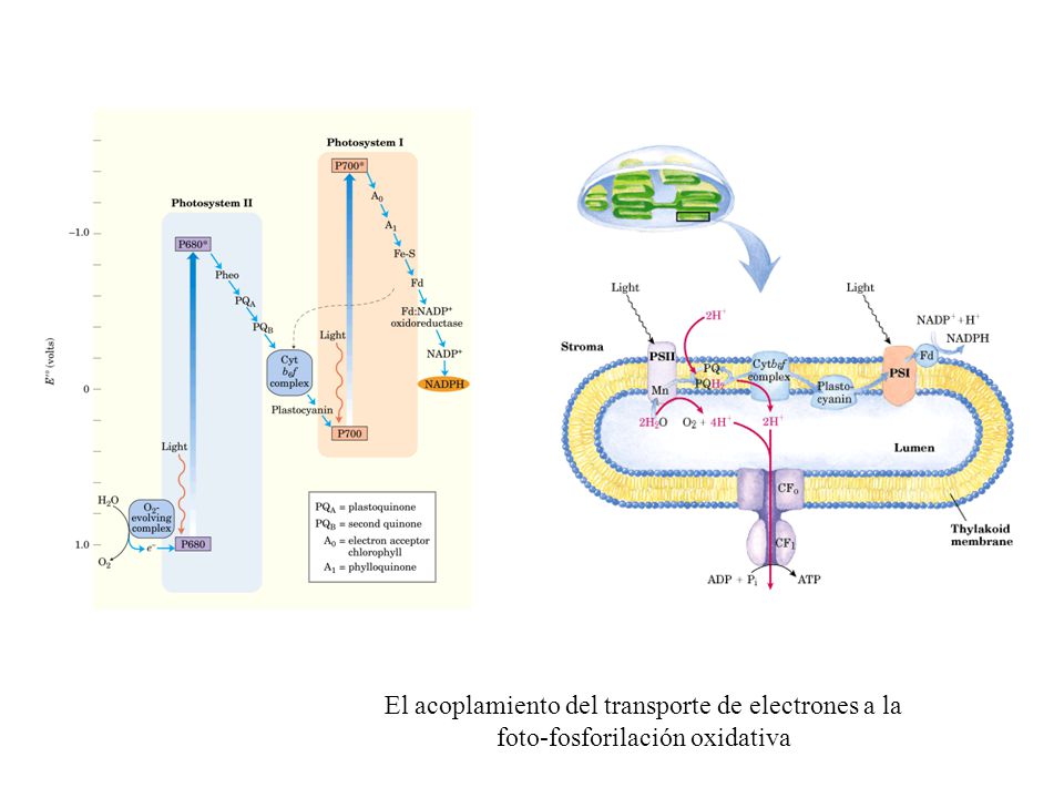 El acoplamiento del transporte de electrones a la foto-fosforilación oxidativa