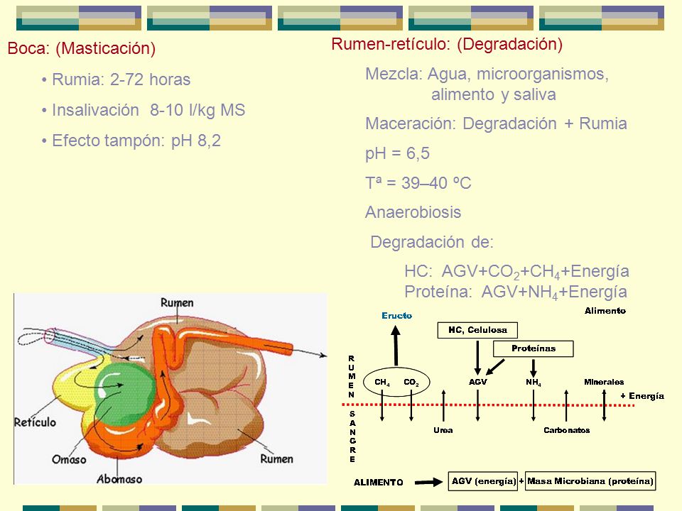 Boca: (Masticación) Rumia: 2-72 horas. Insalivación 8-10 l/kg MS. Efecto tampón: pH 8,2. Rumen-retículo: (Degradación)