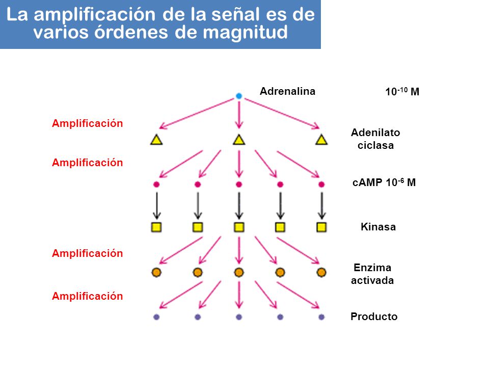 La amplificación de la señal es de varios órdenes de magnitud