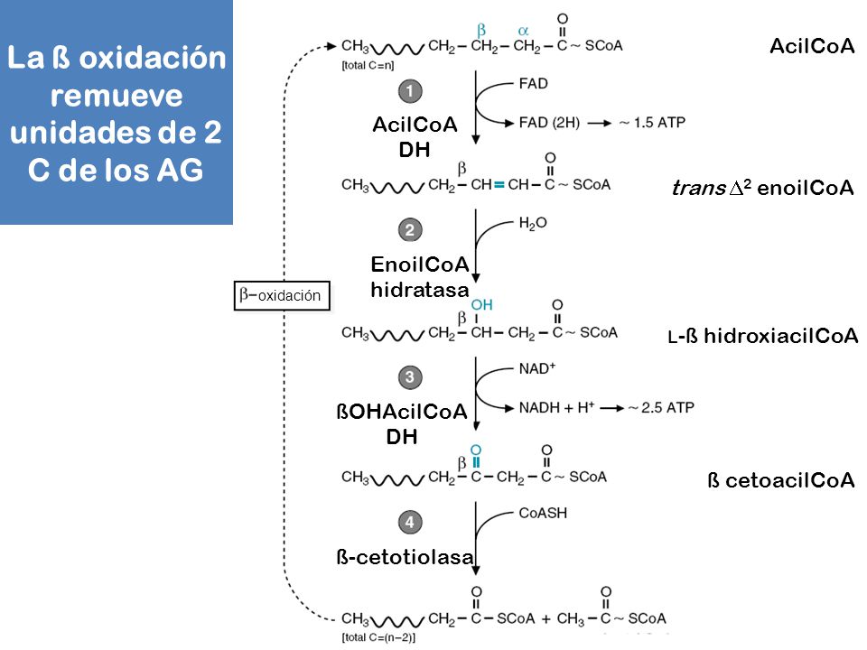 La ß oxidación remueve unidades de 2 C de los AG