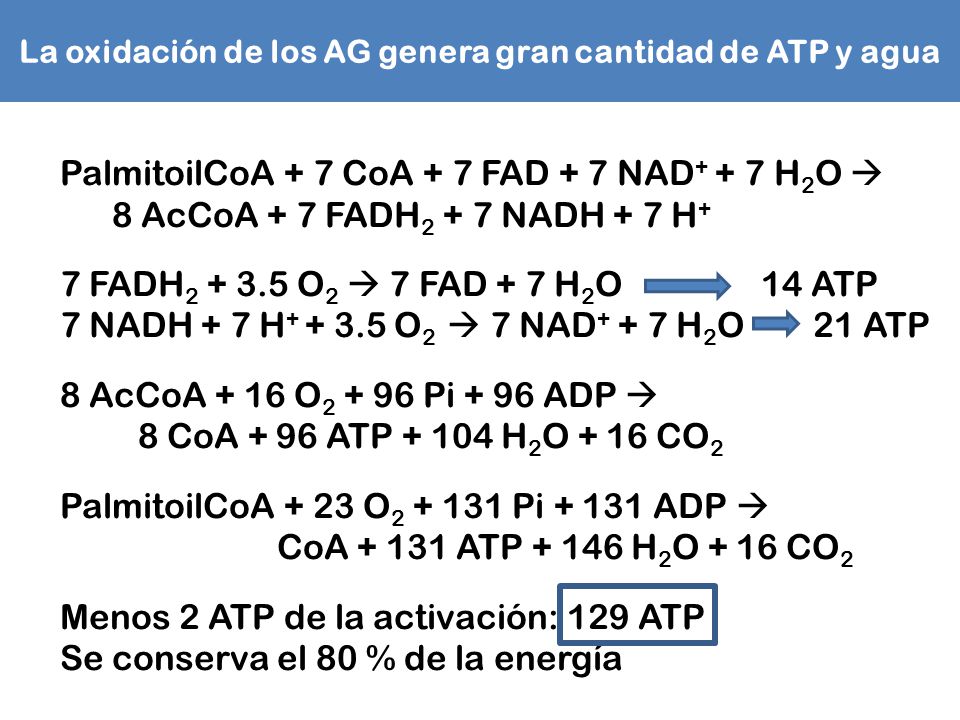 La oxidación de los AG genera gran cantidad de ATP y agua