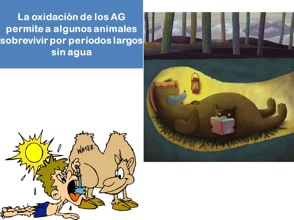La oxidación de los AG permite a algunos animales sobrevivir por períodos largos sin agua