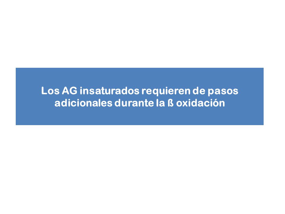 Los AG insaturados requieren de pasos adicionales durante la ß oxidación