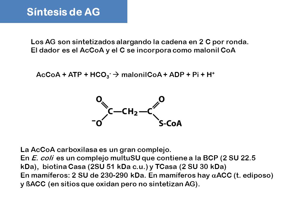 Síntesis de AG Los AG son sintetizados alargando la cadena en 2 C por ronda. El dador es el AcCoA y el C se incorpora como malonil CoA.