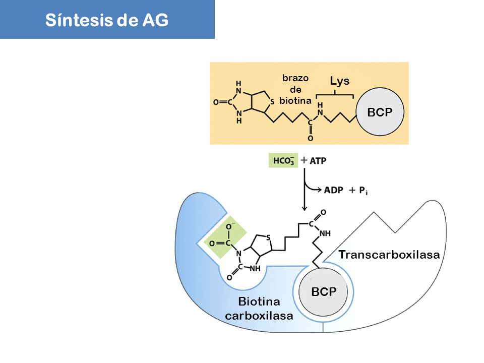 Síntesis de AG Lys BCP Transcarboxilasa BCP Biotina carboxilasa brazo