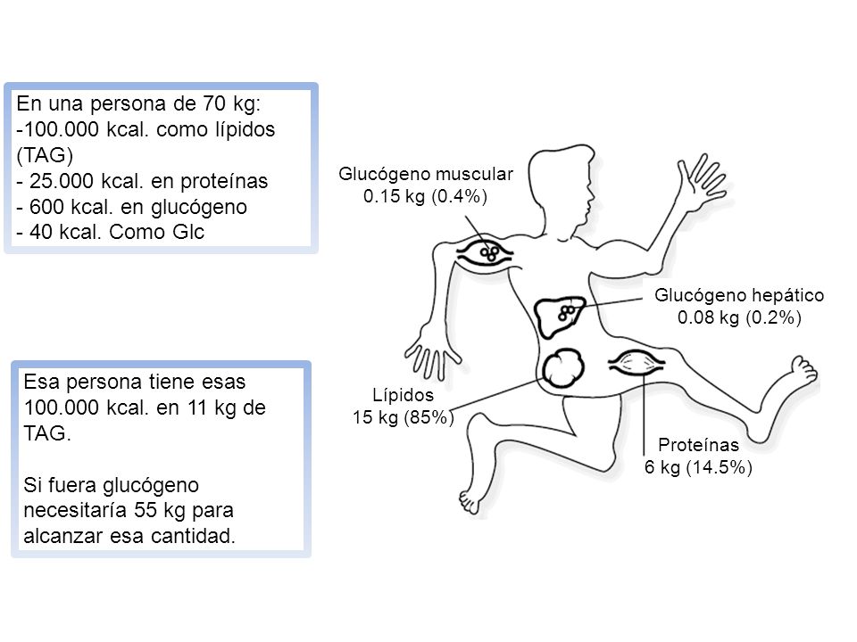 kcal. como lípidos (TAG) kcal. en proteínas