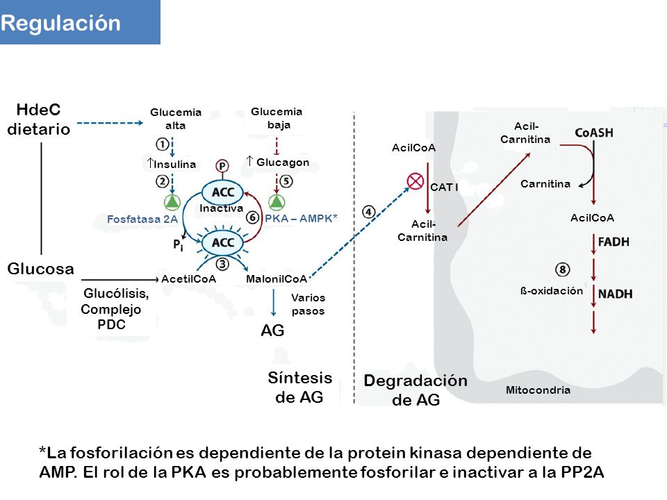 Regulación HdeC dietario Glucosa AG Síntesis Degradación de AG de AG