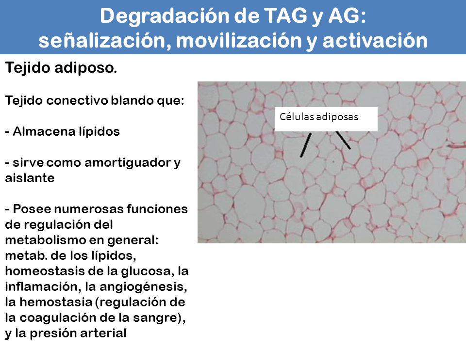 Degradación de TAG y AG: señalización, movilización y activación