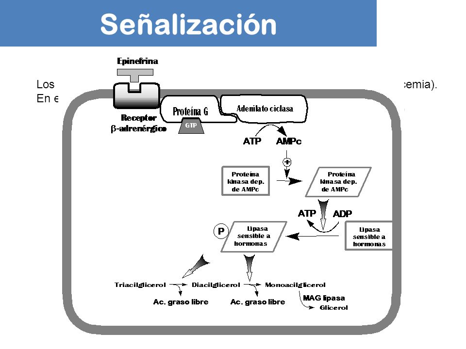 Señalización Los TAG son movilizados en respuesta a una baja [Glc] en sangre (glucemia). En esas condiciones: