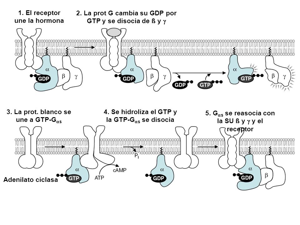 2. La prot G cambia su GDP por GTP y se disocia de ß y g