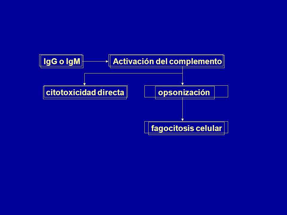 IgG o IgM Activación del complemento opsonización citotoxicidad directa fagocitosis celular