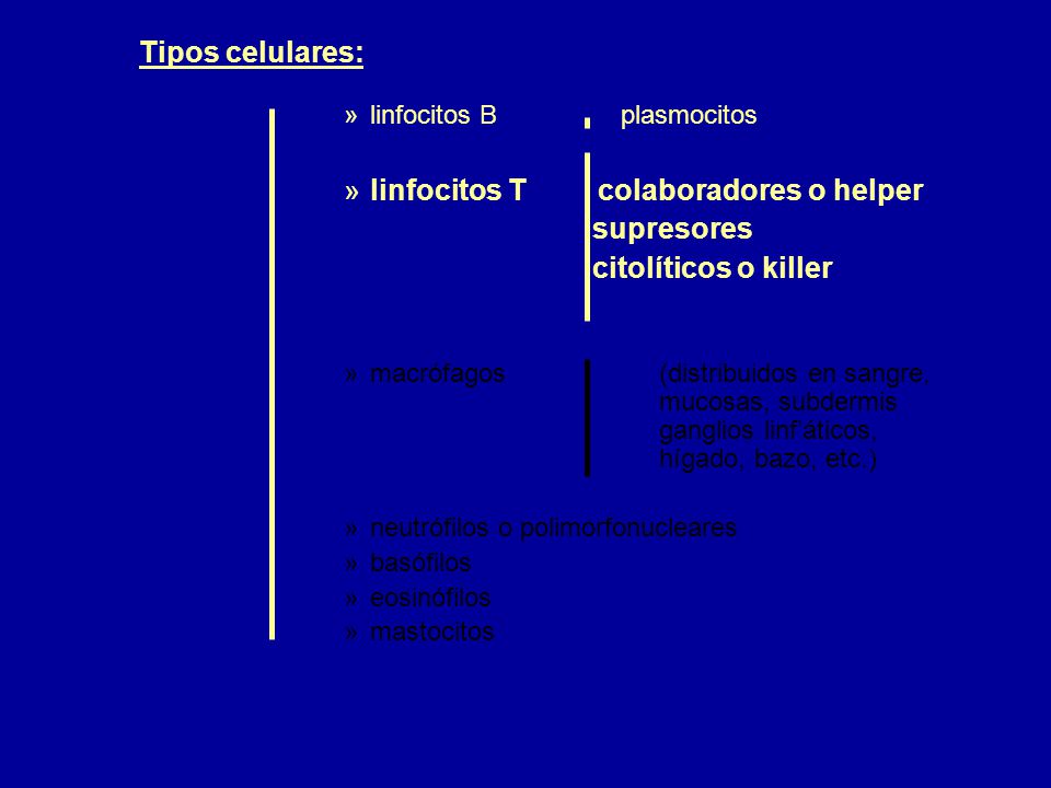 linfocitos T colaboradores o helper supresores citolíticos o killer