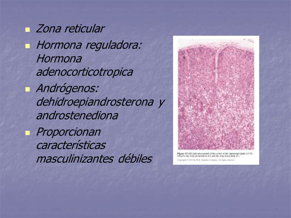 Zona reticular Hormona reguladora: Hormona adenocorticotropica. Andrógenos: dehidroepiandrosterona y androstenediona.