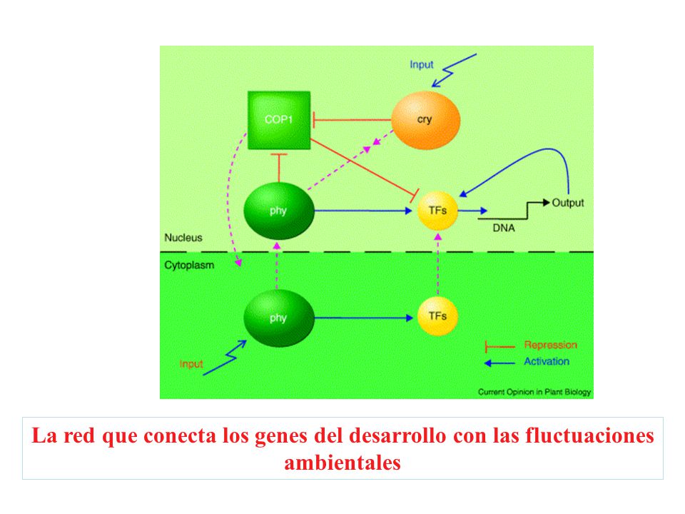 La red que conecta los genes del desarrollo con las fluctuaciones ambientales