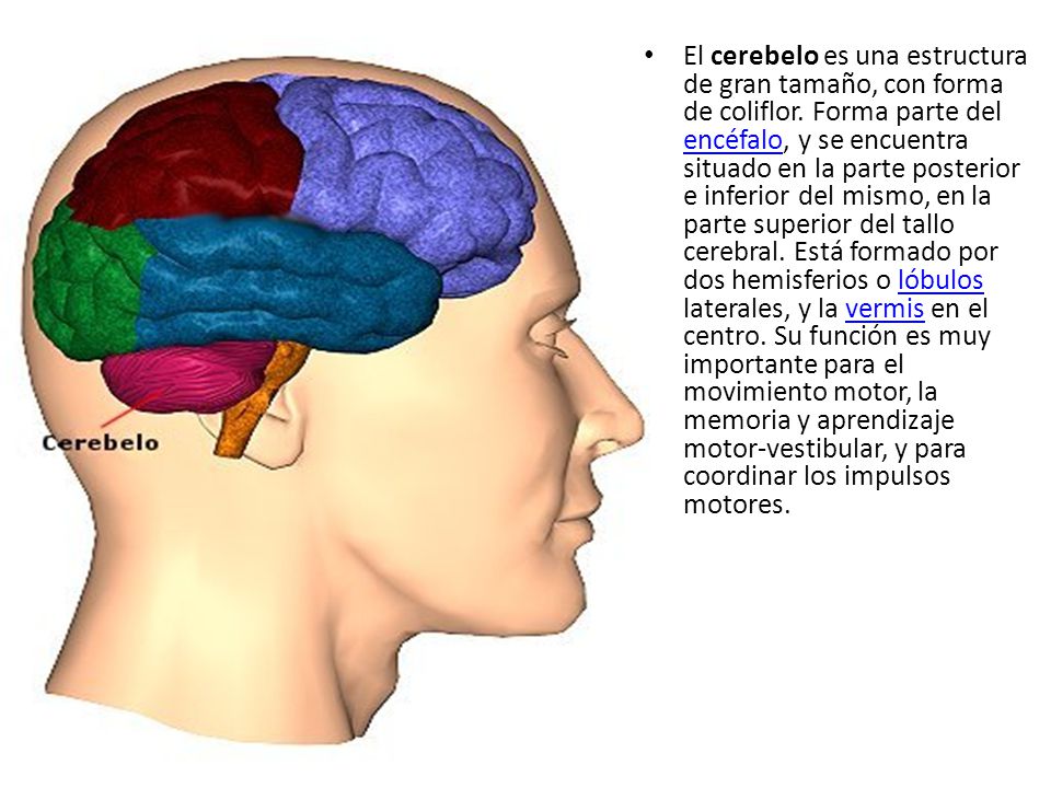 El cerebelo es una estructura de gran tamaño, con forma de coliflor