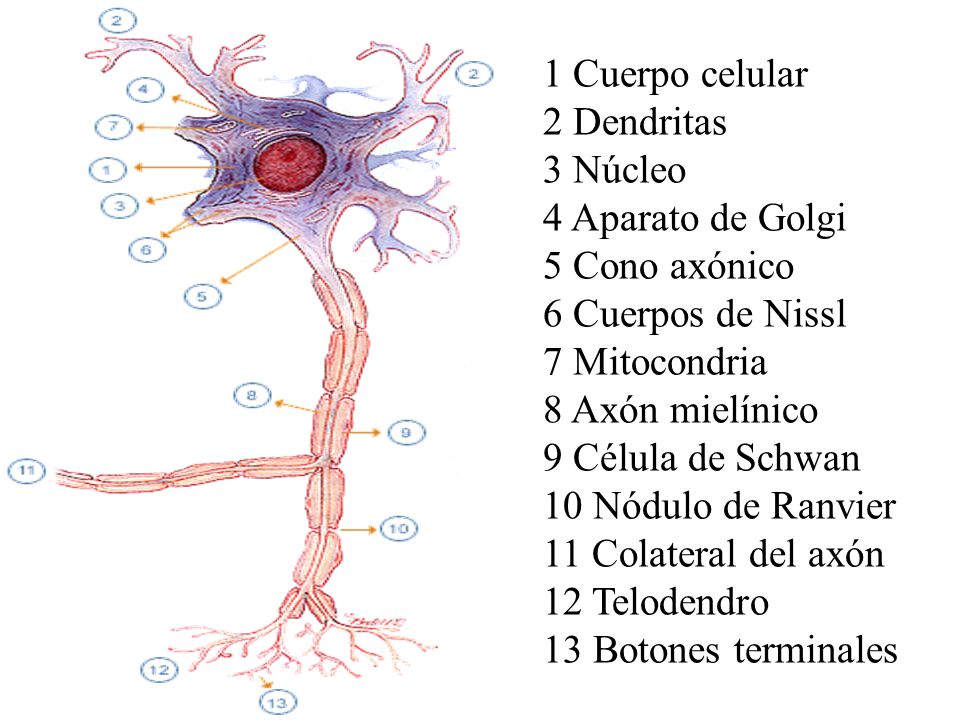 1 Cuerpo celular 2 Dendritas. 3 Núcleo. 4 Aparato de Golgi. 5 Cono axónico. 6 Cuerpos de Nissl.