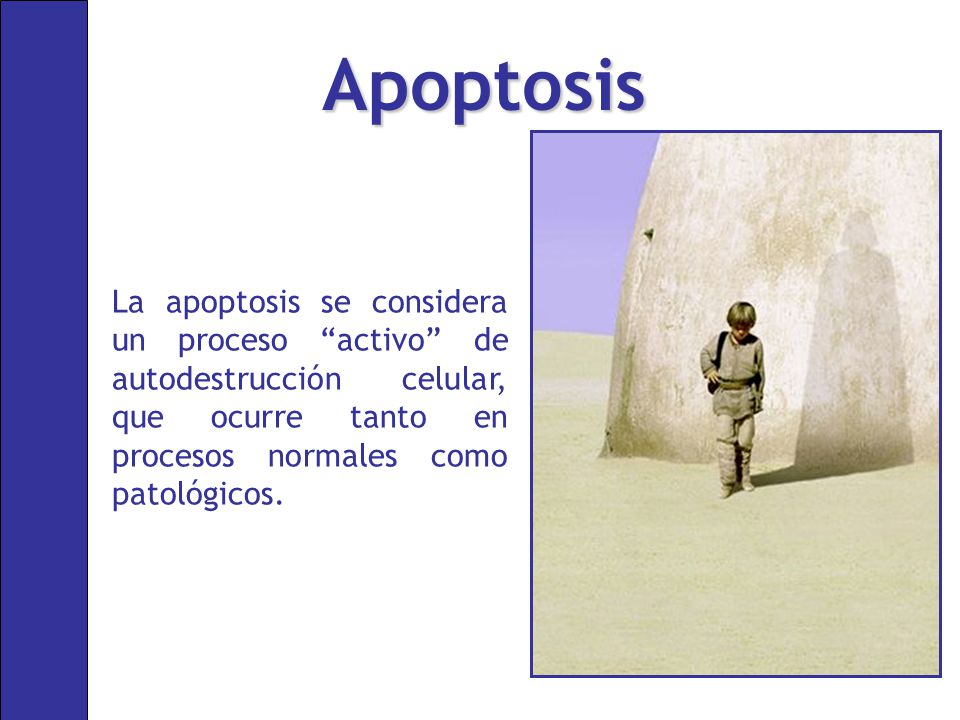 Apoptosis La apoptosis se considera un proceso activo de autodestrucción celular, que ocurre tanto en procesos normales como patológicos.