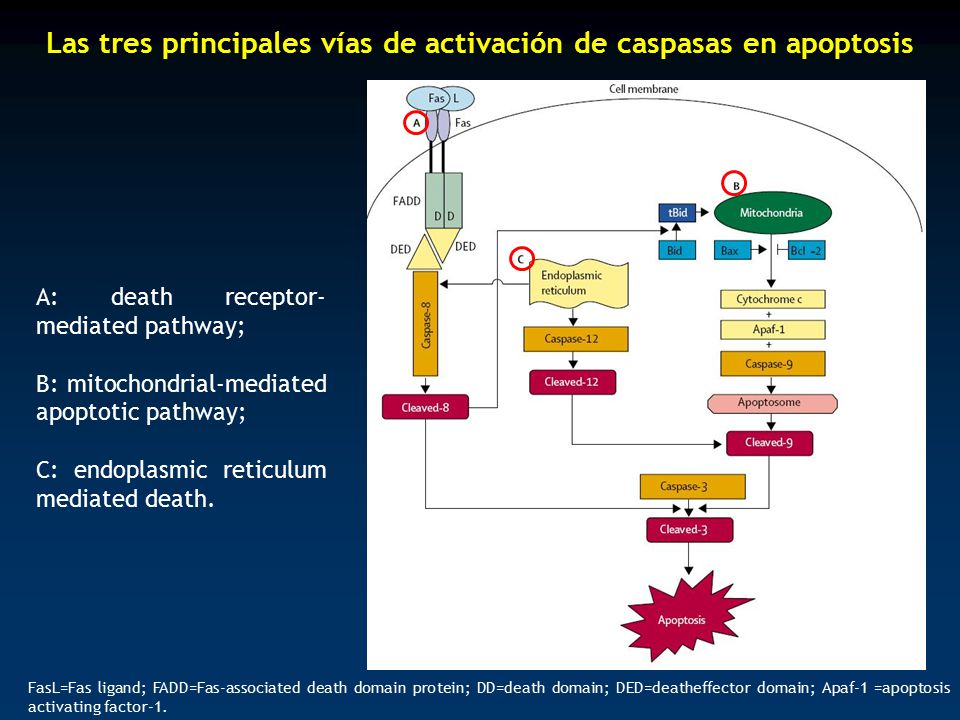 Las tres principales vías de activación de caspasas en apoptosis