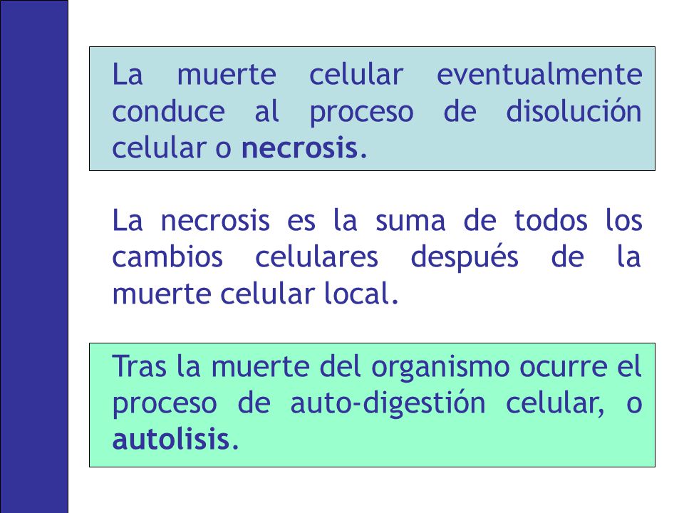La muerte celular eventualmente conduce al proceso de disolución celular o necrosis.