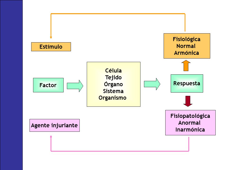 Fisiológica Normal. Armónica. Estímulo. Célula. Tejido. Órgano. Sistema. Organismo. Respuesta.