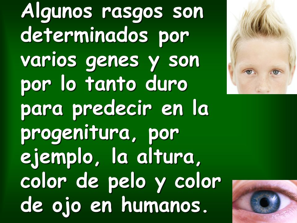 Algunos rasgos son determinados por varios genes y son por lo tanto duro para predecir en la progenitura, por ejemplo, la altura, color de pelo y color de ojo en humanos.