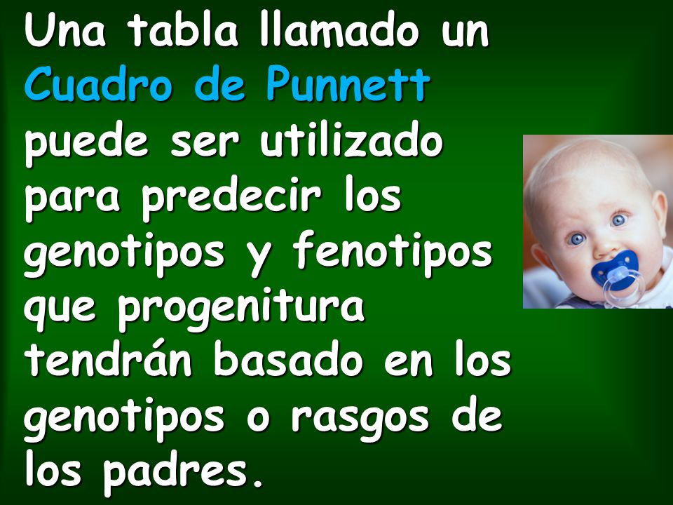 Una tabla llamado un Cuadro de Punnett puede ser utilizado para predecir los genotipos y fenotipos que progenitura tendrán basado en los genotipos o rasgos de los padres.