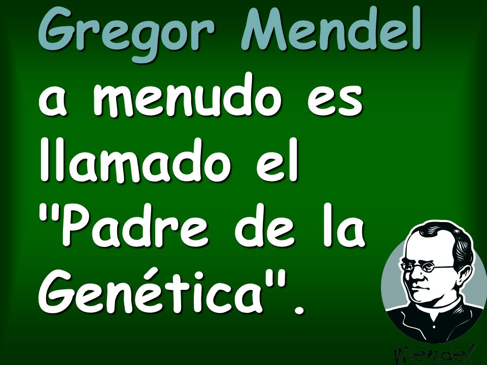 Gregor Mendel a menudo es llamado el Padre de la Genética .